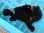 画像3: 《近海産海水魚》☆★☆オオモンカエルアンコウ（黒系のXLサイズのフリー個体）…スーパーセール中の商品！！