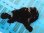 画像1: 《近海産海水魚》☆★☆オオモンカエルアンコウ（黒系のXLサイズのフリー個体）…スーパーセール中の商品！！ (1)