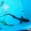 画像2: 《近海産海水魚》シロザメ（Lサイズ）…ハンドコート採取 (2)