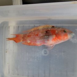 画像3: 《近海産海水魚》タコベラ（美色）…ハンドコート採取