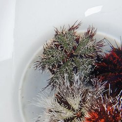 画像5: 《近海産海洋生物》シラヒゲウニ（フリー個体）…ハンドコート採取