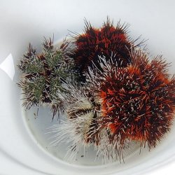 画像3: 《近海産海洋生物》シラヒゲウニ（フリー個体）…ハンドコート採取