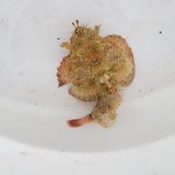 《近海産海水魚》サツマカサゴ（10センチ±）…ハンドコート採取