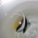 画像4: 《近海産海水魚》【ウルトラレア】ハタタテダイの背鰭分岐（ダブルフィン）個体・・・当店ハンドコート個体