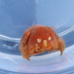 画像2: 《近海産甲殻類》カイカムリ（画像の個体です）…ハンドコート採取
