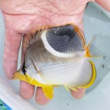 《近海産海水魚》セグロチョウチョウウオ Lサイズ…ハンドコート採取