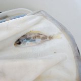《近海産海水魚》ヨスジフエダイ幼魚(画像の個体です)…ハンドコート採取