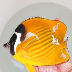 画像5: 《近海産海水魚》ツキチョウチョウウオ（2Lサイズ）1匹・・近海ハンドコート採取