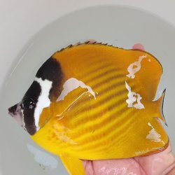 画像10: 《近海産海水魚》ツキチョウチョウウオ（2Lサイズ）1匹・・近海ハンドコート採取