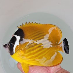 画像8: 《近海産海水魚》ツキチョウチョウウオ（2Lサイズ）1匹・・近海ハンドコート採取