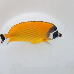 画像4: 《近海産海水魚》ツキチョウチョウウオ（2Lサイズ）1匹・・近海ハンドコート採取