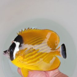 画像9: 《近海産海水魚》ツキチョウチョウウオ（2Lサイズ）1匹・・近海ハンドコート採取