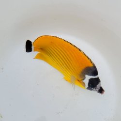 画像3: 《近海産海水魚》ツキチョウチョウウオ（2Lサイズ）1匹・・近海ハンドコート採取
