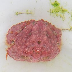 画像2: 《近海産甲殻類》コブカラッパ(甲幅5センチ±)…ハンドコート採取