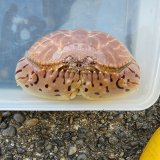 《近海産甲殻類》トラフカラッパ(Lサイズ)…ハンドコート採取