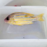 《近海産海水魚》ロクセンフエダイ（SMサイズ）…ハンドコート採取