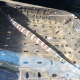 《近海産海水魚》ヘラヤガラ…ハンドコート採取（Lサイズ箱単独梱包）