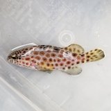 《近海産海水魚》【珍】ノミノクチ　2匹セット　幼魚・・・当店ハンドコート採取　