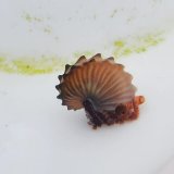 《近海産甲殻類》☆☆タコブネ(MLサイズ)…ハンドコート採取