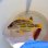 画像2: 《近海産海水魚》ロクセンフエダイ(MLサイズ)…ハンドコート採取 (2)