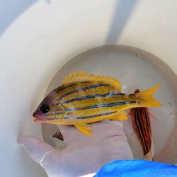 画像4: 《近海産海水魚》ロクセンフエダイ(MLサイズ)…ハンドコート採取