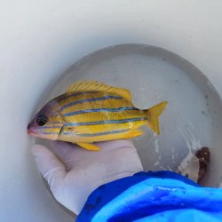 画像5: 《近海産海水魚》ロクセンフエダイ(MLサイズ)…ハンドコート採取