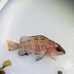 画像1: ホウセキハタ 幼魚 ハンドコート個体