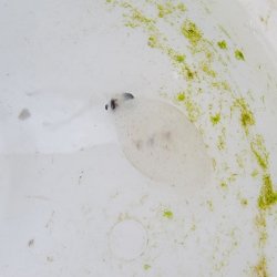 画像2: 《深海性甲殻類》ホウズキイカ科の1種（外套長7〜10センチ±）2匹セット…冷凍個体