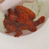 《近海産海水魚》【激美カラー】オオモンカエルアンコウ　オレンジ（画像の個体です）…ハンドコート採取