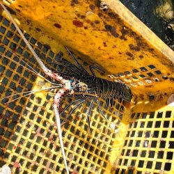 画像5: 《近海産甲殻類》ゴシキエビ(Mサイズ) …ハンドコート採取