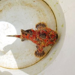 画像3: 《近海産海水魚》【美模様】オオモンカエルアンコウ（画像の個体です）…ハンドコート採取