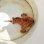画像3: 《近海産海水魚》【美模様】オオモンカエルアンコウ（画像の個体です）…ハンドコート採取 (3)