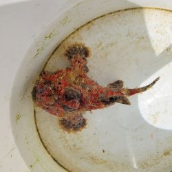 画像2: 《近海産海水魚》【美模様】オオモンカエルアンコウ（画像の個体です）…ハンドコート採取