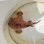 画像2: 《近海産海水魚》【美模様】オオモンカエルアンコウ（画像の個体です）…ハンドコート採取 (2)