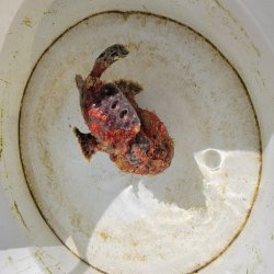 画像4: 《近海産海水魚》【美模様】オオモンカエルアンコウ（画像の個体です）…ハンドコート採取