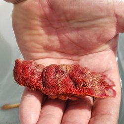画像2: 《近海産甲殻類》【美色個体】セミエビ（Sサイズ）　画像の個体です…ハンドコート採取