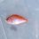 画像1: 《近海産海水魚》【激レアサイズ】カシワハナダイ幼魚（画像の個体です）紀伊半島産・・当店ハンドコート採取 (1)
