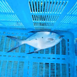 画像2: 《近海産海水魚》コバンアジ…ハンドコート採取