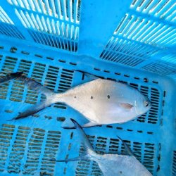 画像4: 《近海産海水魚》コバンアジ…ハンドコート採取