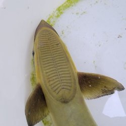 画像2: 《近海産海水魚》コバンザメ（スジコバン）Sサイズ…ハンドコート採取