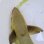 画像2: 《近海産海水魚》コバンザメ（スジコバン）Sサイズ…ハンドコート採取 (2)