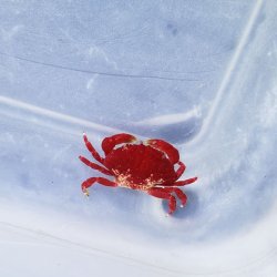 画像2: 《近海産甲殻類》シロスジベニオウギガニ　ベビー…ハンドコート採取