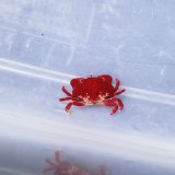 《近海産甲殻類》シロスジベニオウギガニ　ベビー…ハンドコート採取