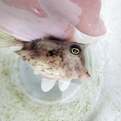 画像1: 《近海産海水魚》☆☆ハートの瞳☆☆ウミスズメ‥近海ハンドコート採取
