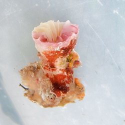 画像2: 《近海産海洋生物》【レア】アサガオサンゴ…骨格ツートーンカラー