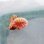 画像3: 《近海産海洋生物》【レア】アサガオサンゴ…骨格ツートーンカラー (3)