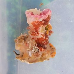 画像4: 《近海産海洋生物》【レア】アサガオサンゴ…骨格ツートーンカラー