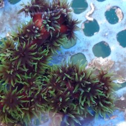画像2: 《近海産海洋生物》ナンヨウキサンゴ…ポリプ開花でおすすめです！！