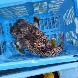《近海産海水魚》ネズミフグ(Lサイズ)…ハンドコート採取