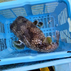 画像5: 《近海産海水魚》ネズミフグ(Lサイズ)…ハンドコート採取
